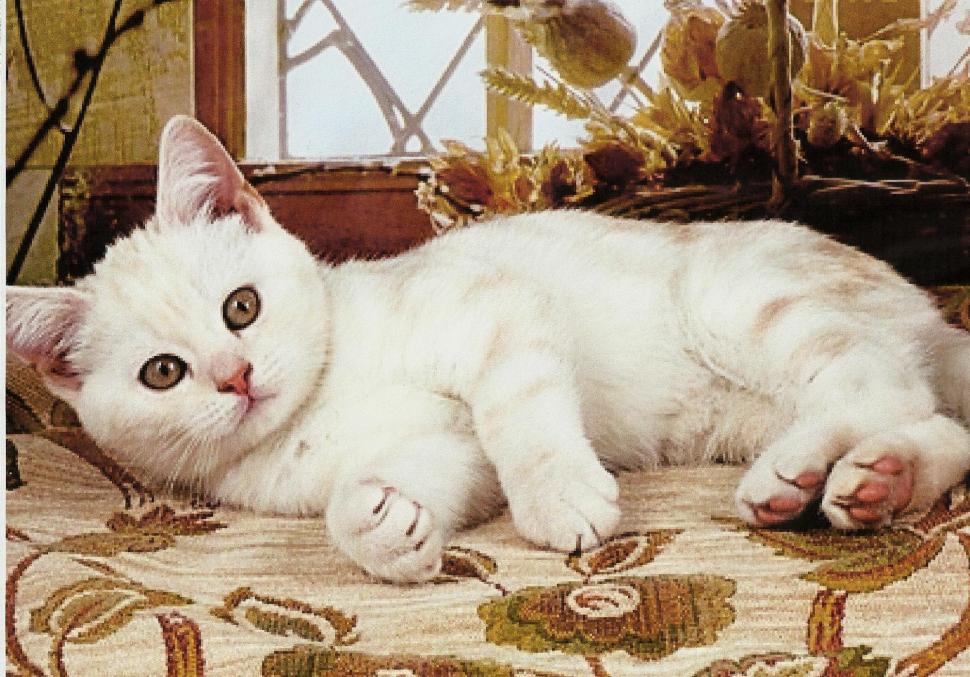 A White Cat On A Bed wallpaper,feline HD wallpaper,laying HD wallpaper,animals HD wallpaper,2000x1396 wallpaper