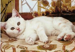 A White Cat On A Bed wallpaper thumb