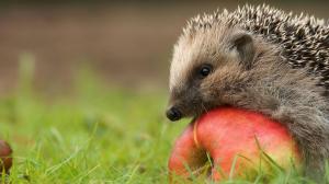 *** Hedgehog With Apple *** wallpaper thumb