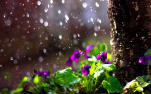 Rain Drops Flower Spring Mood Bokeh Picture Gallery wallpaper thumb