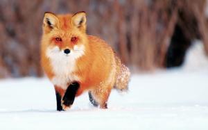 Winter snow, little fox wallpaper thumb