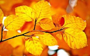 Branch Leaves Yellow Autumn wallpaper thumb