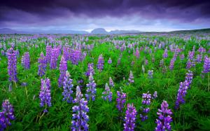 Iceland, lavender fields, purple flowers, mountains, sky, clouds, summer wallpaper thumb