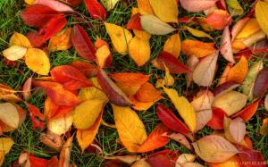 Leaves of Autumn wallpaper thumb