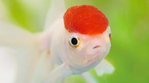 Red head goldfish wallpaper thumb