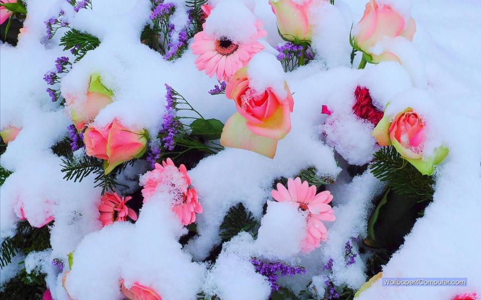Flowers In Snow wallpaper,snow HD wallpaper,pretty HD wallpaper,pink HD wallpaper,flowers HD wallpaper,3d & abstract HD wallpaper,1920x1200 wallpaper
