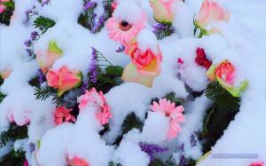 Flowers In Snow wallpaper thumb