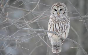 White Owl Tree wallpaper thumb