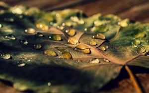 Leaf macro, water drops, sunlight wallpaper thumb