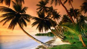 Tropical Trees Beach Ocean Palm Trees HD wallpaper thumb