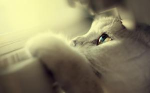 Cute White Cats Blue Eyes Widescreen wallpaper thumb