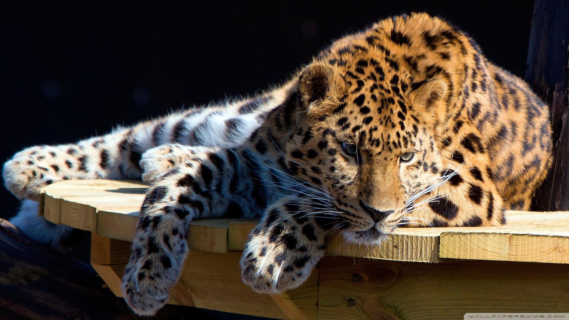 Panthera Pardus wallpaper | animals | Wallpaper Better