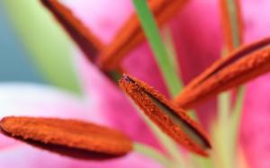 Macro close-up of pollen wallpaper thumb