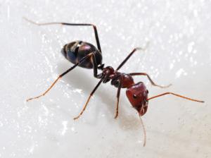 1600×1200 Great Ant  Laptop Backgrounds wallpaper thumb