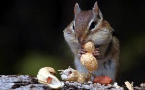 Hungry Squirrel wallpaper thumb