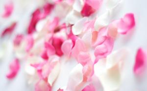 Pink Orchid Flowers wallpaper thumb
