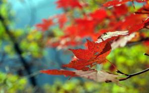 Beautiful Leaf Autumn wallpaper thumb