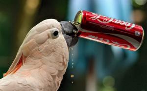 Parrot drink Coca-Cola wallpaper thumb