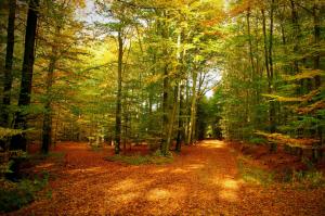 Autumn forest trees wallpaper thumb