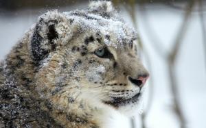 Snow leopard, face, eye, predator, snow wallpaper thumb