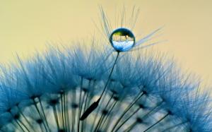 Dandelion close-up, macro, dew, water drop, blue wallpaper thumb