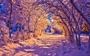 Winter, park at night, snow, trees, road, lights wallpaper thumb