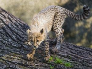 Baby Cheetah wallpaper thumb