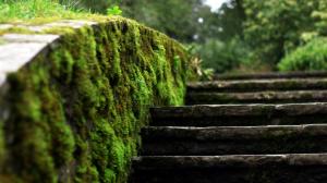 Moss, Ladders, Macro, Blurred, Depth Of Field, Nature, Vegetation wallpaper thumb