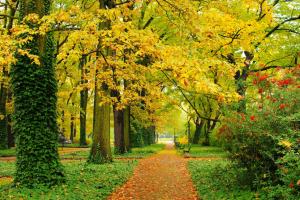 Autumn park with yellow leaves wallpaper thumb
