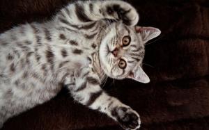 British shorthair, cute cat wallpaper thumb
