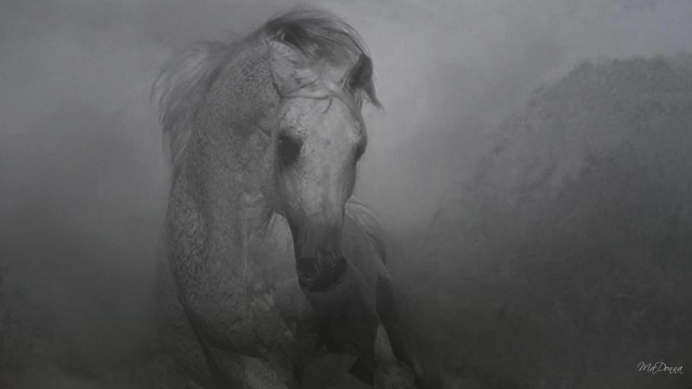 Horse In Black White #5 wallpaper,abstract HD wallpaper,widescreen HD wallpaper,horse HD wallpaper,black and white HD wallpaper,animals HD wallpaper,1920x1080 wallpaper