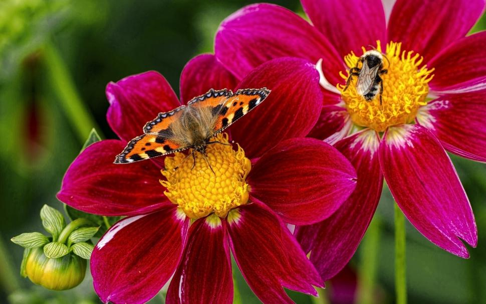Butterfly, bee, insects, purple flowers, dahlia wallpaper,Butterfly HD wallpaper,Bee HD wallpaper,Insects HD wallpaper,Purple HD wallpaper,Flowers HD wallpaper,Dahlia HD wallpaper,1920x1200 wallpaper