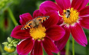 Butterfly, bee, insects, purple flowers, dahlia wallpaper thumb