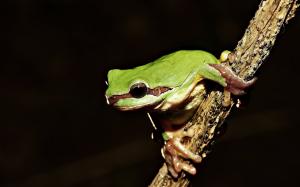 Frog on Tree wallpaper thumb