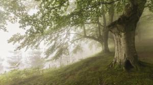 Wood Fog Nature Forest Background Images wallpaper thumb