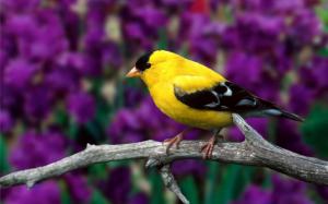 Cute Yellow Bird wallpaper thumb