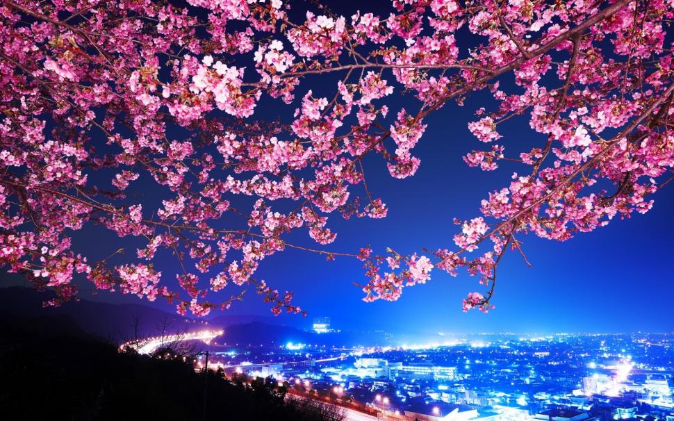 Lovely Cherry Blossom wallpaper,city lights HD wallpaper,sky HD wallpaper,landscape HD wallpaper,background HD wallpaper,1920x1200 wallpaper
