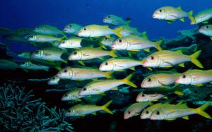 Groups of fish underwater world wallpaper thumb