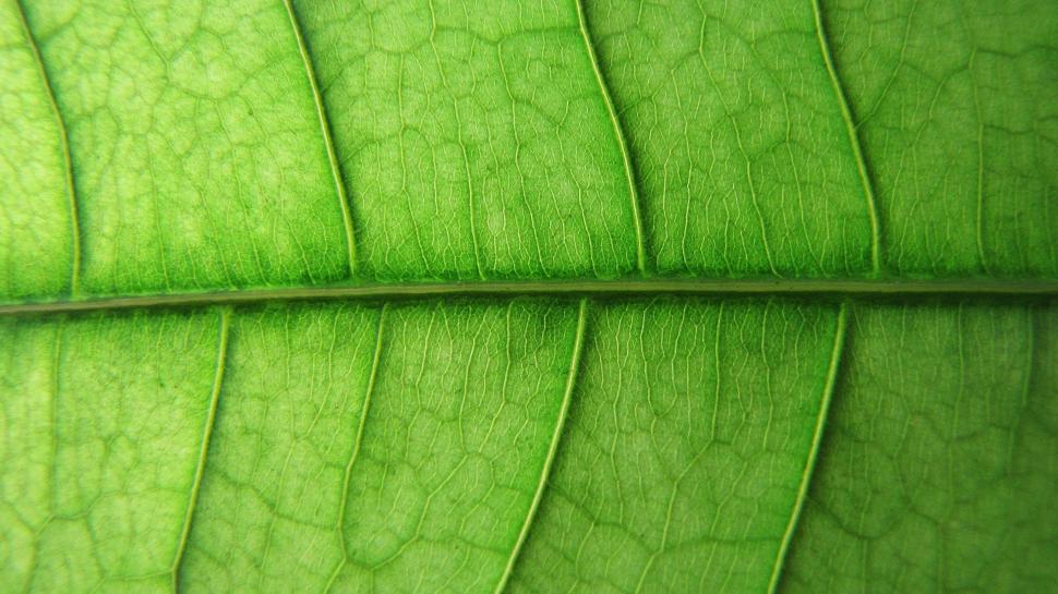 Macro Green Leaf Veins HD wallpaper,nature HD wallpaper,macro HD wallpaper,green HD wallpaper,leaf HD wallpaper,veins HD wallpaper,1920x1080 wallpaper