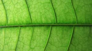 Macro Green Leaf Veins HD wallpaper thumb