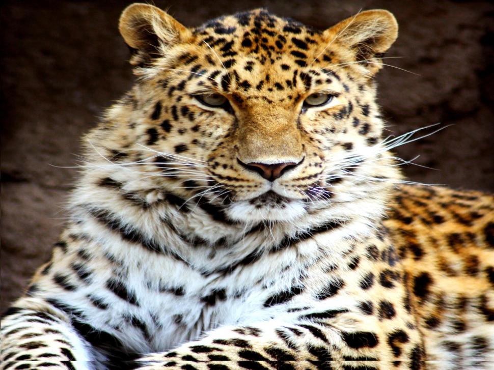 Exotic Leopard wallpaper,leopard HD wallpaper,wild HD wallpaper,spots HD wallpaper,animals HD wallpaper,1920x1440 wallpaper