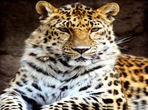 Exotic Leopard wallpaper thumb
