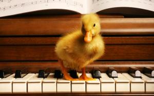 Cute Musician Duck wallpaper thumb