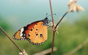 Nature Animals Insects Summer Butterflies wallpaper thumb