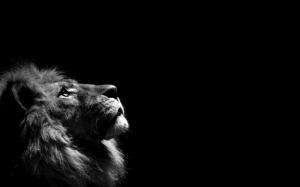 Lion looking up in the dark wallpaper thumb