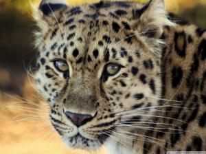 Leopard Close-up wallpaper thumb