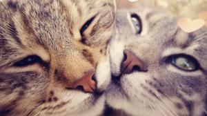 Cat, heart, nose, whiskers, eyes, loving, husband, wallpaper thumb