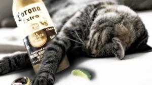 Funny Drunk Cat wallpaper thumb