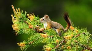 Nature, Trees, Animals, Squirrel, Depth Of Field, Branch, Cones wallpaper thumb
