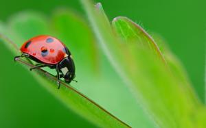 Ladybugs Red  Desktop Background wallpaper thumb